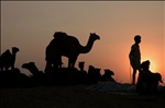 And the Sun Sets on Pushkar Fair